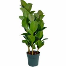 Растение Фикус эластика Робуста d17/h70 Растение Фикус эластика Робуста d17/h70