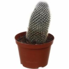 Растение комнатное Кактус микс 14х30 см