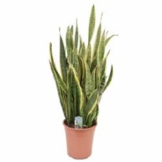 Растение комнатное Сансевиерия d27/h100 Растение комнатное Сансевиерия d27/h100