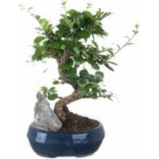 Растение декоративное бонсай в керамической плошке 20 см Растение декоративное бонсай в керамической плошке 20 см