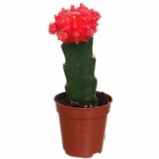 Растение Гимнокальциум микс 15x8,5 см Растение Гимнокальциум микс 15x8,5 см