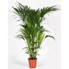 Растение Пальма Кентия 21/100