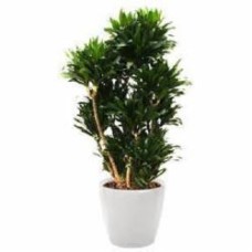 Растение комнатное Драцена Компакта 4 стовбури 27/170 Растение комнатное Драцена Компакта 4 стовбури 27/170