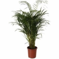 Растение комнатное Арека 24/120