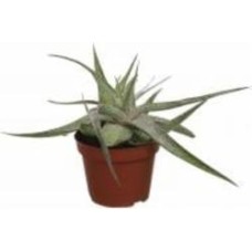 Растение комнатное Алоэ микс 10.5х15 см