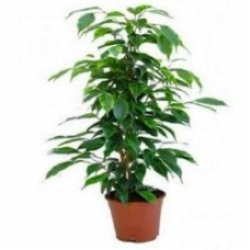 Растение Фикус бенджамин d12/h25+ Растение Фикус бенджамин d12/h25+