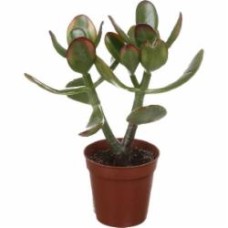 Растение Крассула d5/h10 Растение Крассула d5/h10