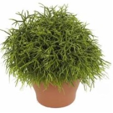 Растение комнатное Рипсалис микс 17х30 см