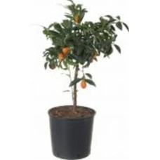 Растение комнатное Цитрус Кумкват на штамбе 22x80 см
