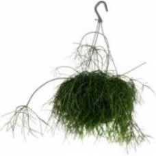 Растение Рипсалис 17/30