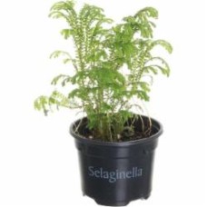 Растение Селагинелла 