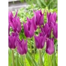 Луковица тюльпана лилиецветного Юми ноу Мурасаки 3 шт. Луковица тюльпана лилиецветного Юми ноу Мурасаки 3 шт.