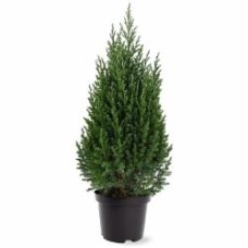 Растение Можжевельник китайский / Juniperus chinensis Stricta С 3 H 30-40