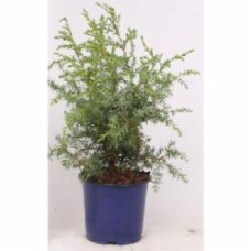 Растение Можжевельник обыкновенный / Juniperus communis Hibernica С 3 H 25-35