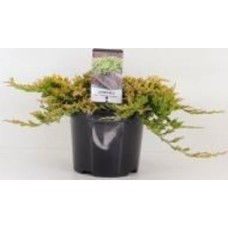 Растение Можжевельник горизонтальный / Juniperus horizontalis Golden Carpet С 3 D 15-25