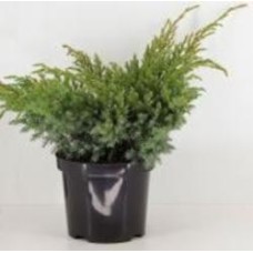 Растение Можжевельник чешуйчатый / Juniperus squamata Blue Swede С 3 D 20-25