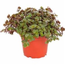 Растение Каллизия d12/h15 Растение Каллизия d12/h15