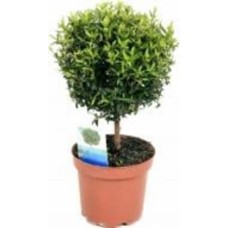 Растение Мирт 12*30 на стволе