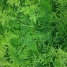 Растение Аспарагус 12х40 Setaceus Растение Аспарагус 12х40 Setaceus