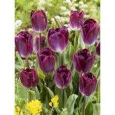 Луковица тюльпана триумф Канзас Прауд 3 шт. Луковица тюльпана триумф Канзас Прауд 3 шт.