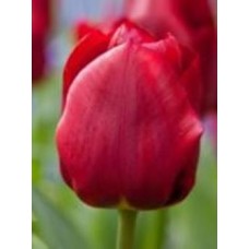 Луковица тюльпан триумф Паллада 3 шт. Луковица тюльпан триумф Паллада 3 шт.