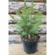 Растение Ель сербская Picea omorica С2 H 30-40