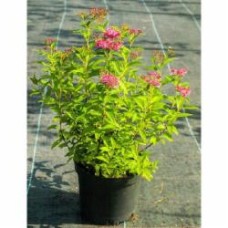 Растение Таволга японская Darts Red V20 h60+ d60+ WRB Растение Таволга японская Darts Red V20 h60+ d60+ WRB