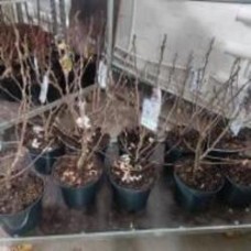 Растение Магнолия 21х70 белая Stellata Растение Магнолия 21х70 белая Stellata