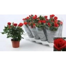 Растение Роза 12х30 крупноголовая красная