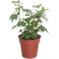 Растение Хедера 08/15 мікс