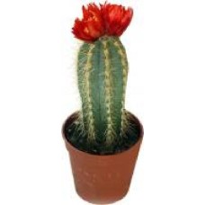 Растение Кактус с искусственными цветами 5.5x12 см