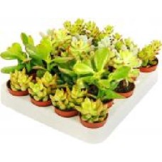 Растение Суккулент микс Show box d6 h15