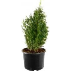 Растение Самшит вечнозеленый Buxus sempervirens h 55-65 см