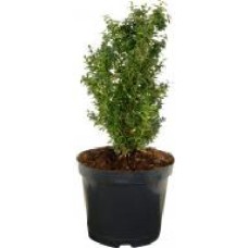 Растение Самшит вечнозеленый Buxus sempervirens h 40-50 см