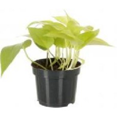 Растение комнатное Эпипремнум Golden Pothos 12x20 см